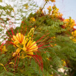 Caesalpinia gilliesii