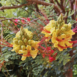 Caesalpinia gilliesii