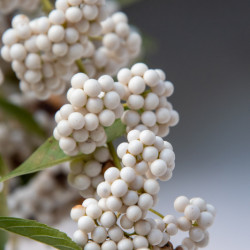 Callicarpa bodinieri Magical Snow Star