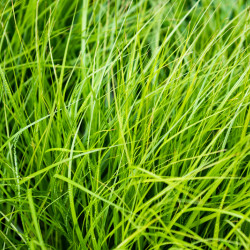 Carex oshimensis Evergreen
