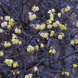 Chimonanthus praecox