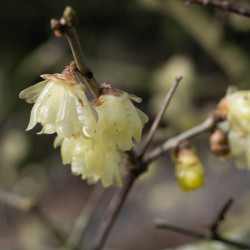Chimonanthus praecox