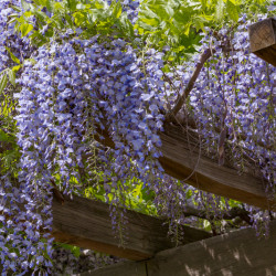 Wisteria sinensis - Glycine de Chine