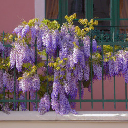 Wisteria sinensis - Glycine de Chine