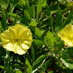 Oenothera missouriensis