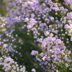 Diosma hirsuta Pink Foutain