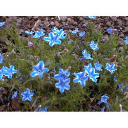 Lithodora diffusa ‘Star’ ®