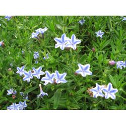 Lithodora diffusa ‘Star’ ®