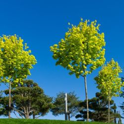 Acer platanoides Princeton Gold