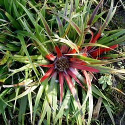 Fascicularia bicolor