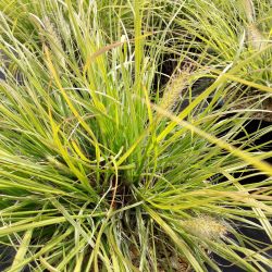 Pennisetum alopecuroides ‘Lumen Gold‘ ®