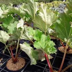 Rheum rhabarbarum (rhubarbe des jardins)