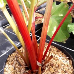 Rheum rhabarbarum (rhubarbe des jardins)