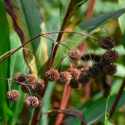 Cephalanthus occidentalis
