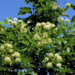 Cephalanthus occidentalis