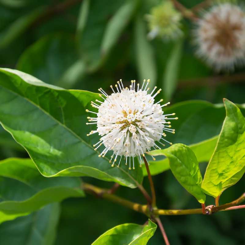 Cephalanthus occidentalis