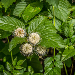 Cephalanthus occidentalis