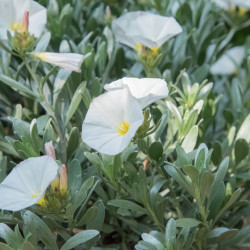Convolvulus cneorum