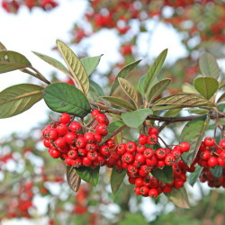 Cotoneaster lacteus