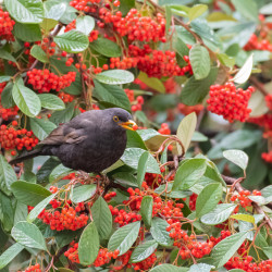 Cotoneaster lacteus