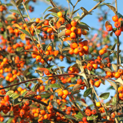 Cotoneaster franchetii