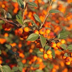Cotoneaster franchetii