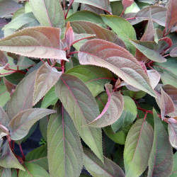 Hydrangea aspera 'Hot chocolate' ® - Hortensia brun