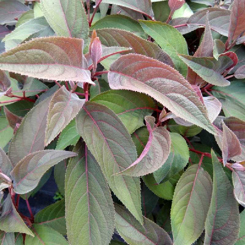 Hydrangea aspera 'Hot chocolate' ® - Hortensia brun