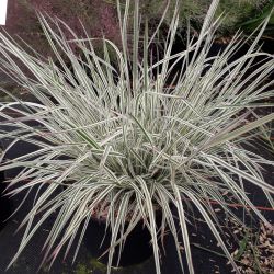 Schizachyrium scoparium ‘Chameleon‘