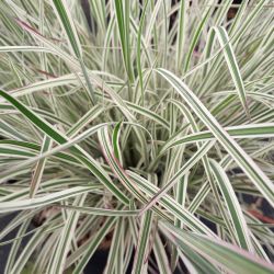 Schizachyrium scoparium ‘Chameleon‘