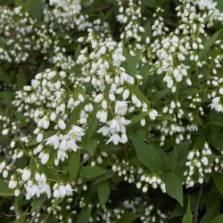 Deutzia gracilis
