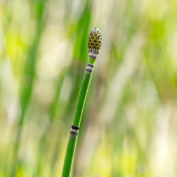 Equisetum hyemale