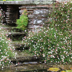 Erigeron karvinskianus