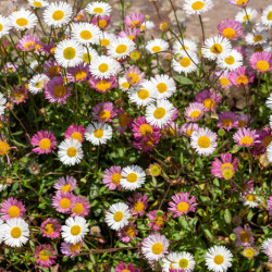 Erigeron karvinskianus