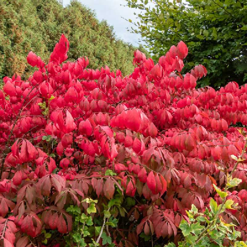 Euonymus alatus Compactus