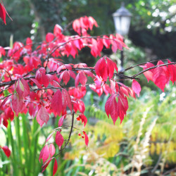 Euonymus alatus Compactus