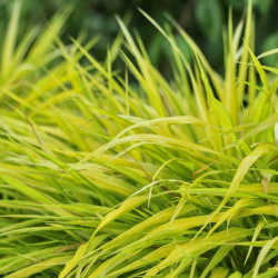 Hakonechloa macra 'All Gold'