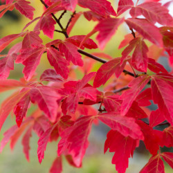 Acer griseum