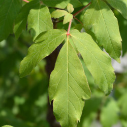 Acer griseum