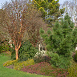 Acer griseum
