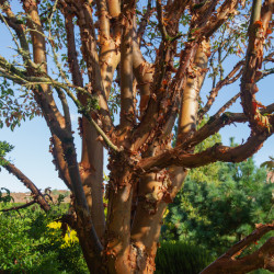 Acer griseum