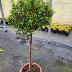 Azalea japonica 'Blaauw's Pink' - Azalée du japon