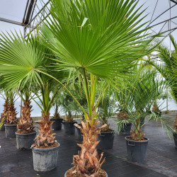 Washingtonia robusta