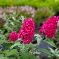 Buddleja davidii Little ruby