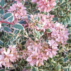 Abelia grandiflora Pink Lady