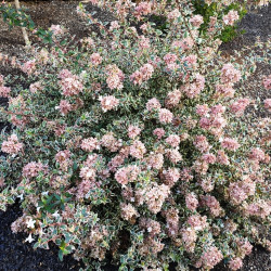 Abelia grandiflora Pink Lady