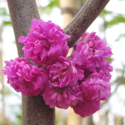 Cercis canadensis ‘Pink Pom pom's