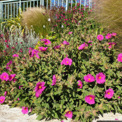 Cistus pulverulentus ‘Sunset’
