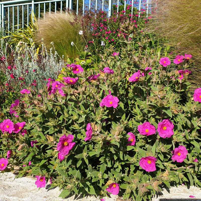 Cistus pulverulentus ‘Sunset’