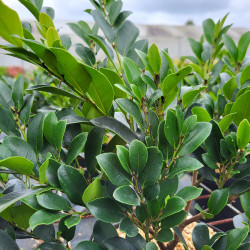 Distylium myricoides ‘Vintage Jade‘